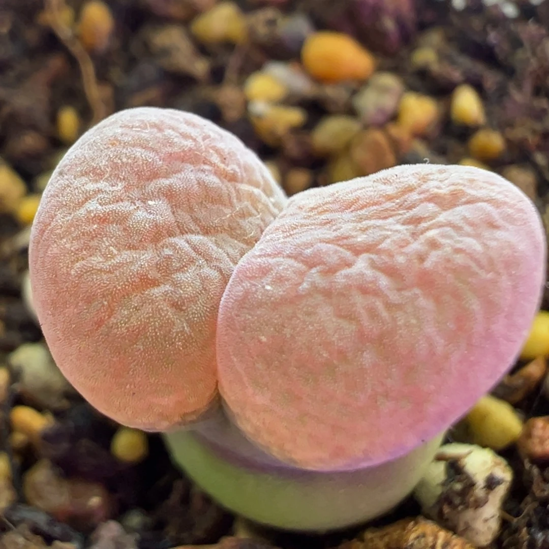 大漂亮风铃 肉锥植物