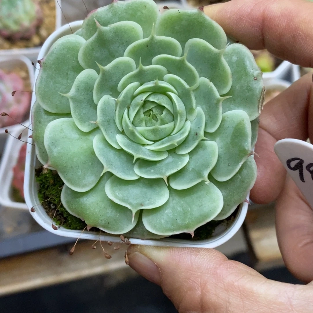 精品多肉一物一拍不包整98