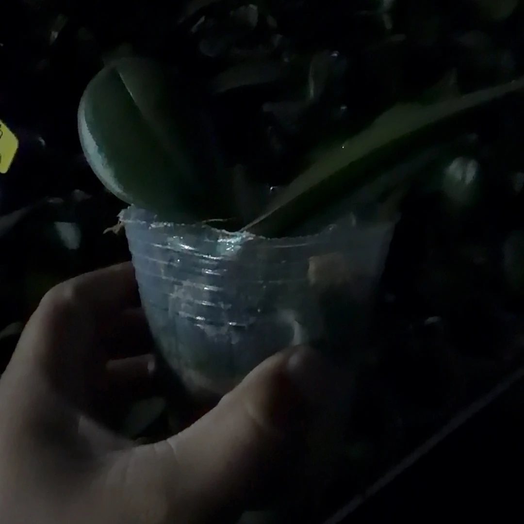 无花朵2.8寸v3新苗