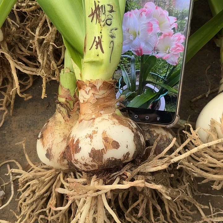 Z***林无花朵2859糖果黛丝