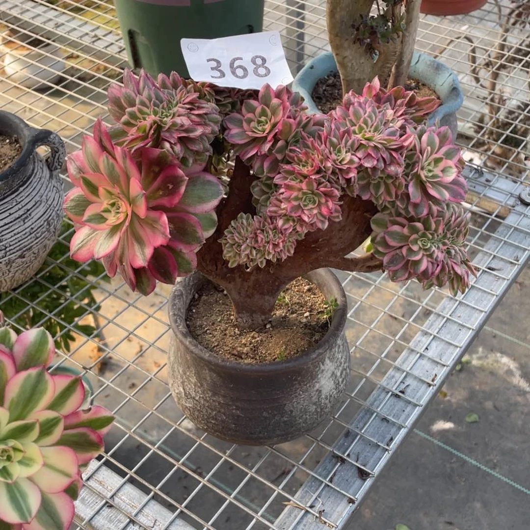 368倾城缀        多肉