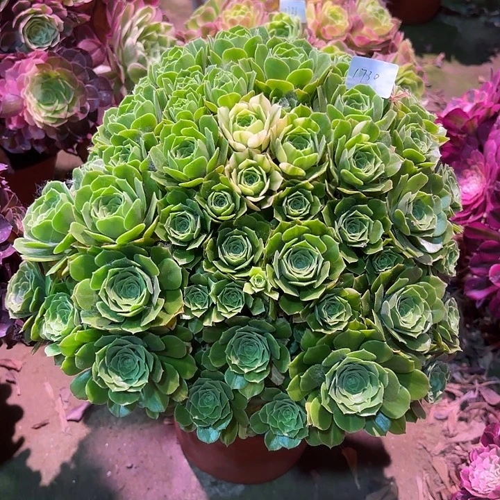 多肉植物五彩琉璃1730