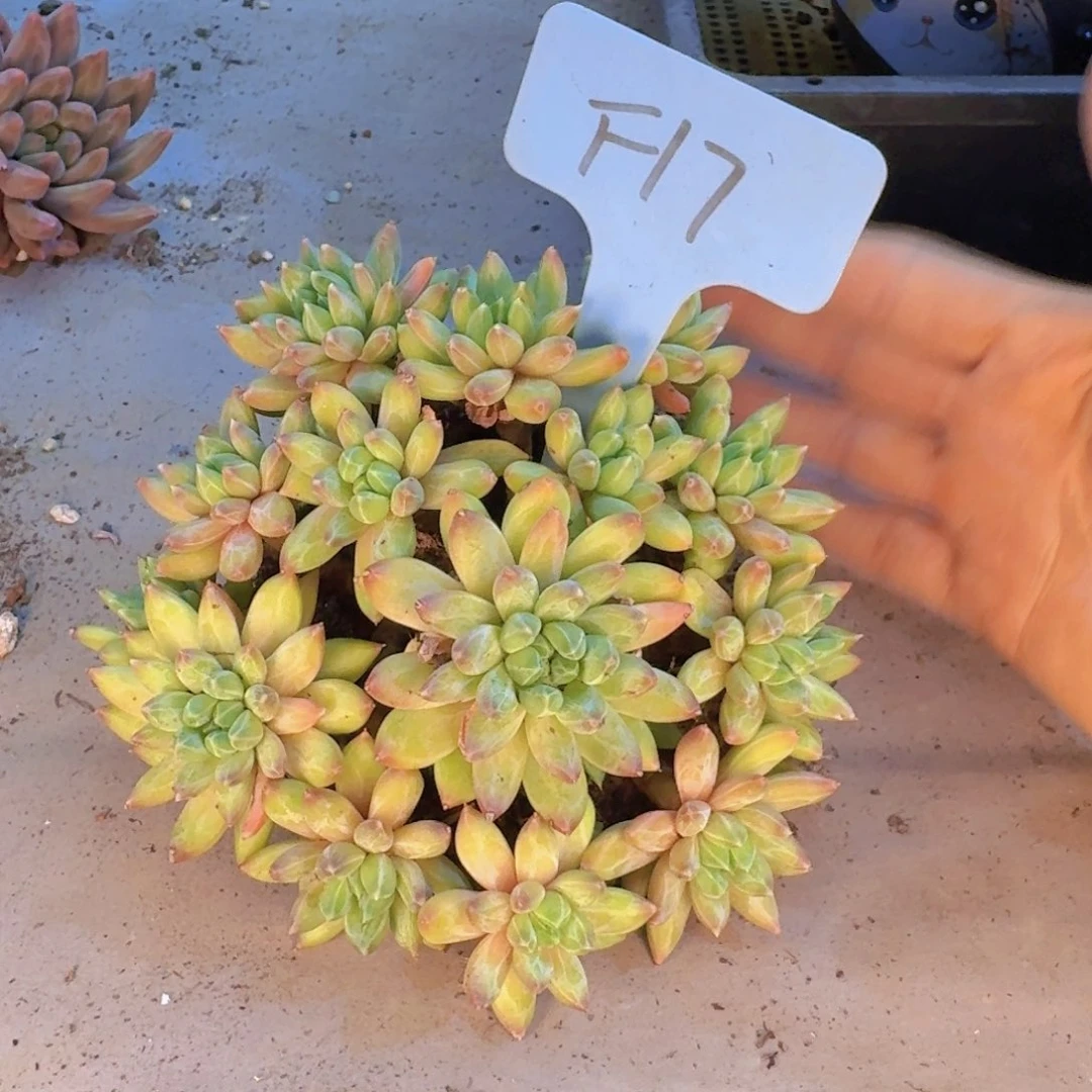 素***锦多肉植物的生长发育和生长发育