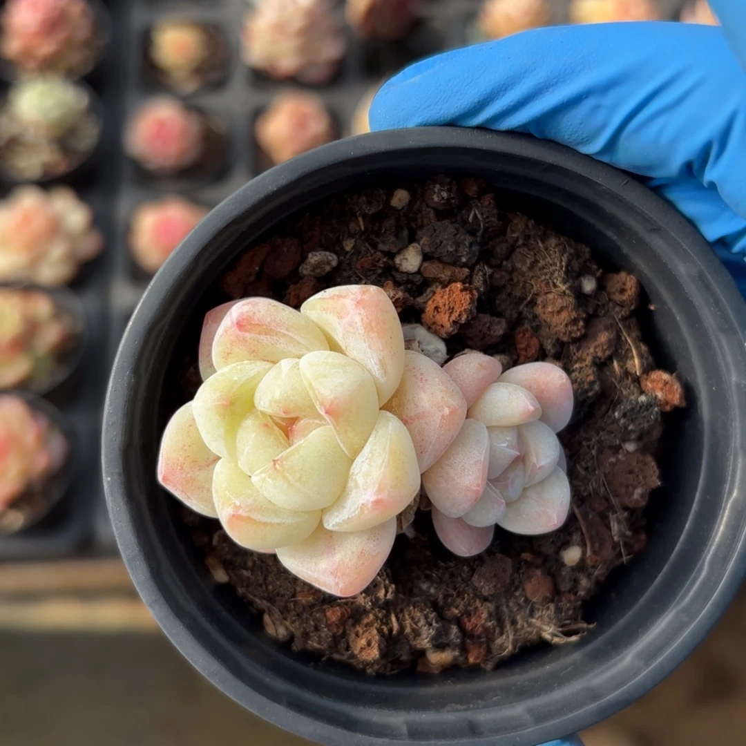 冰玉双头一物一拍