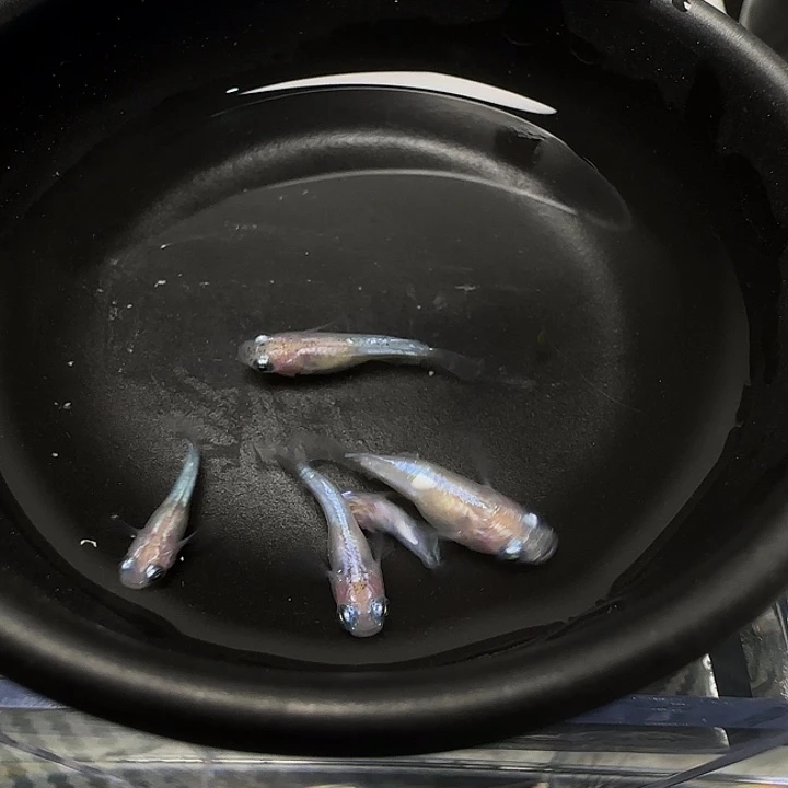 青鳉鱼007萤火虫短球体一组5条