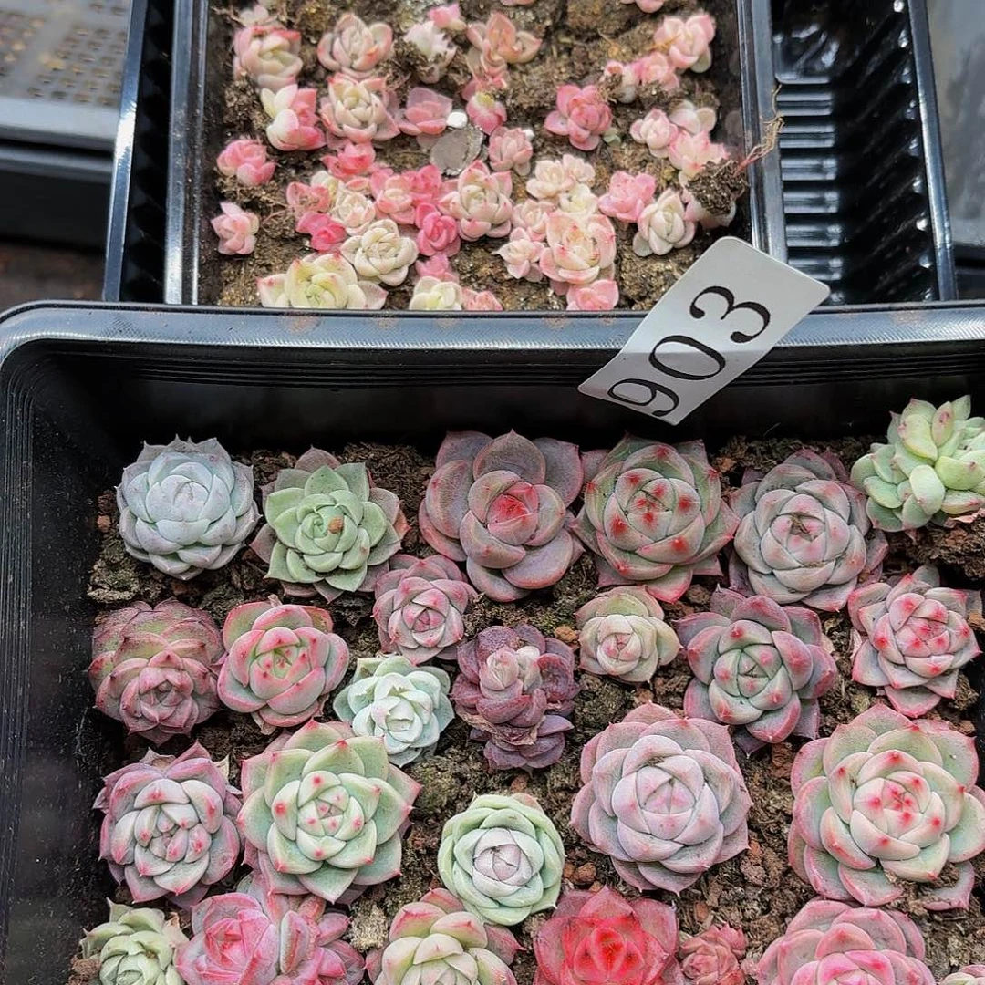 多肉植物多肉植物903