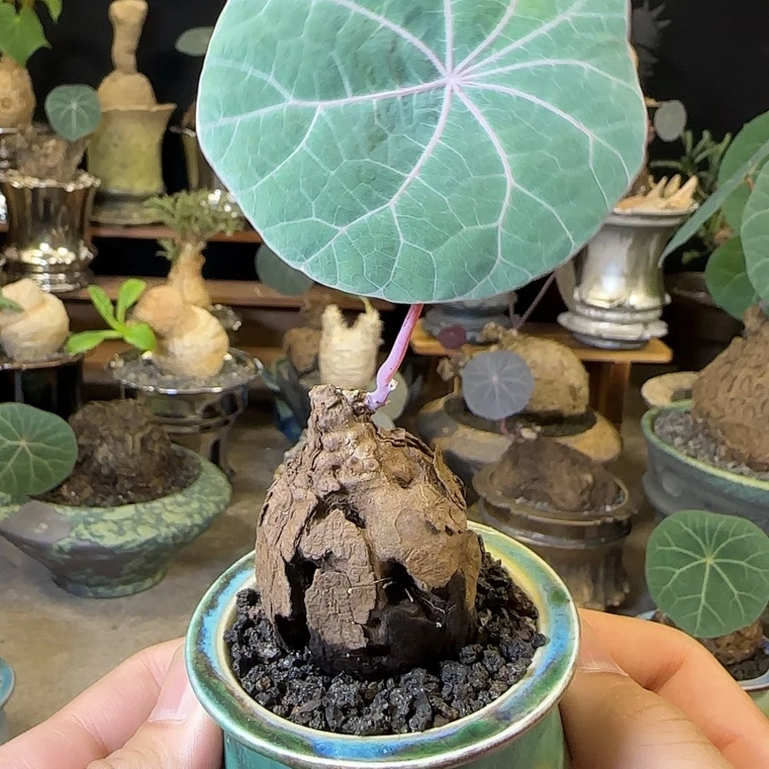 一物一拍老家一叶龟07