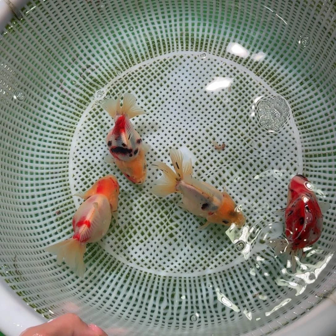金鱼?**?短尾，百褶亚成将军狮子
