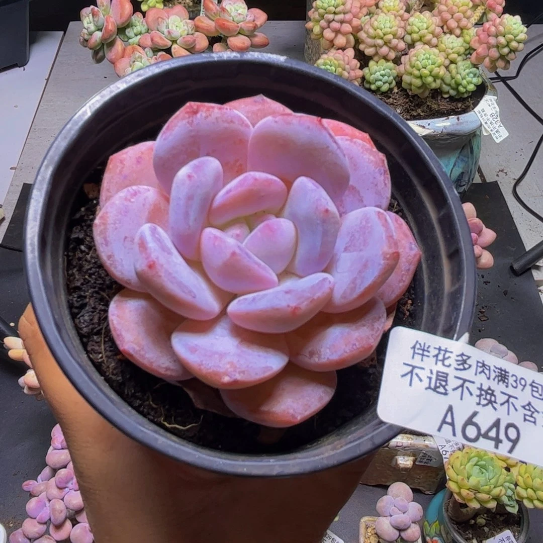 冰糕649/7cn多肉多肉