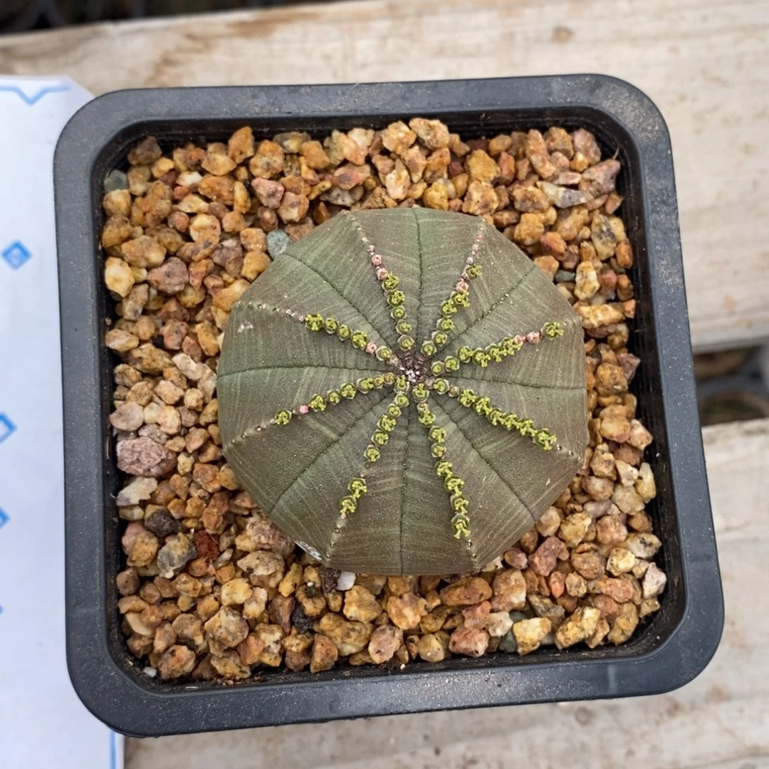 21 欧系实生布纹球多肉植物