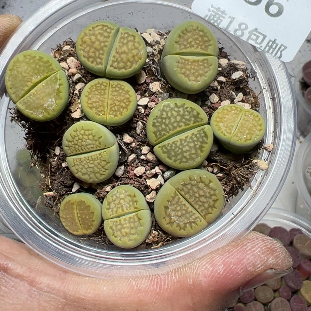 【闪购商品】 656。