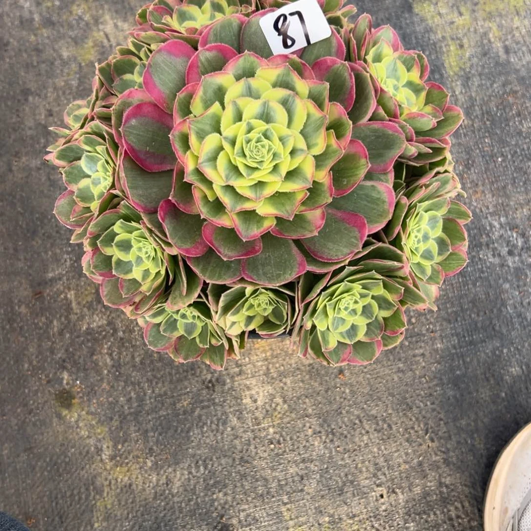 87镜花水月多肉多肉多肉