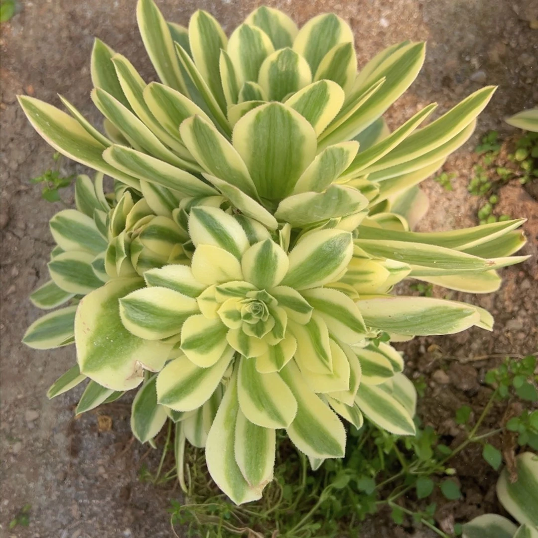 满18包邮迈巴赫多肉植物手捧