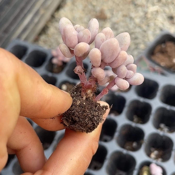 W***-一我一拍满18包邮