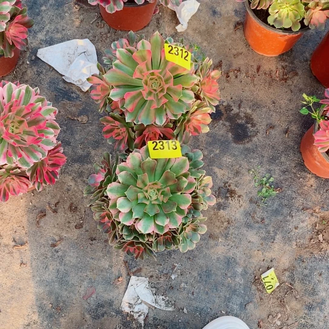 帅***香妃多肉法师多肉法师23132312