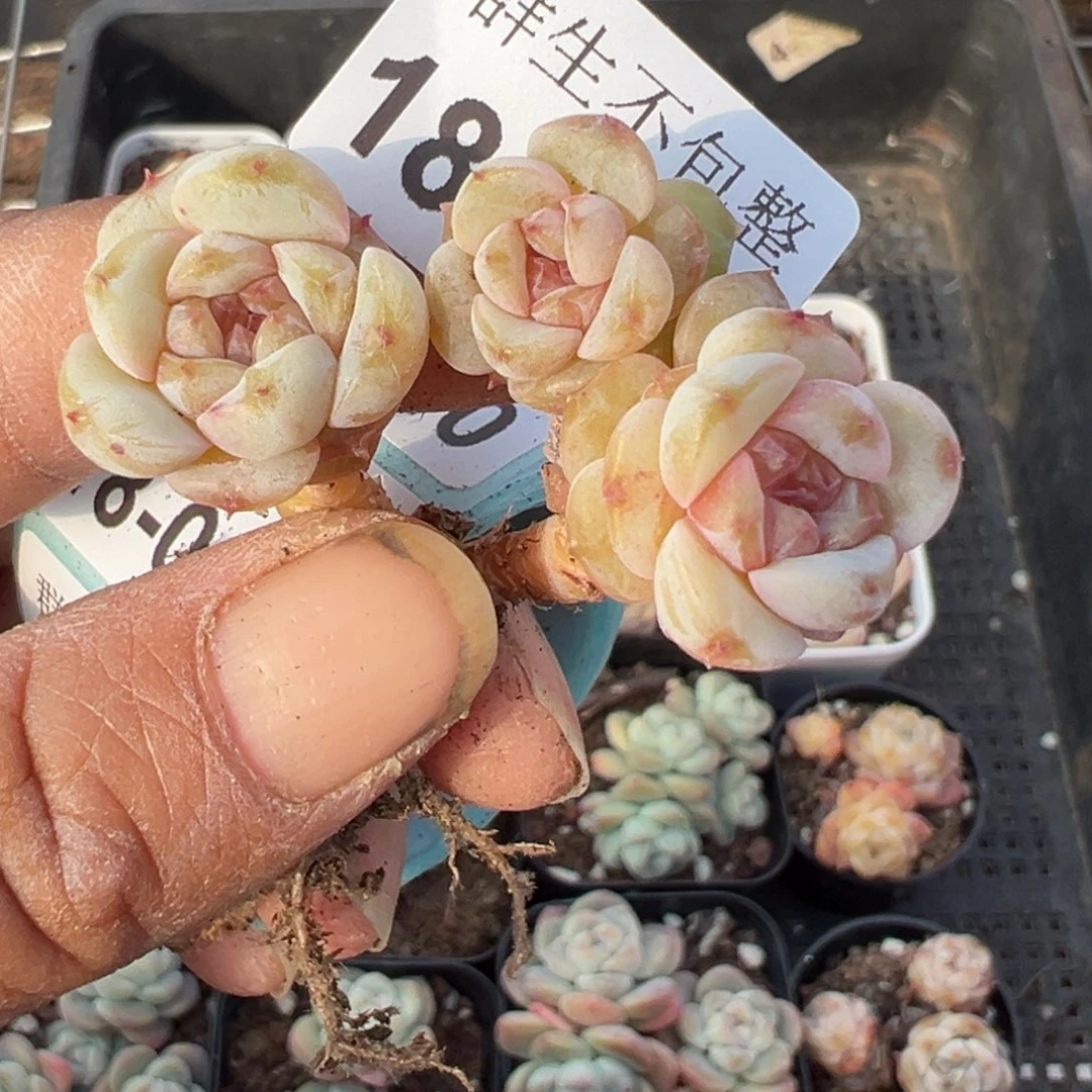 凡*。小卡拉米糖心一物一拍18-39