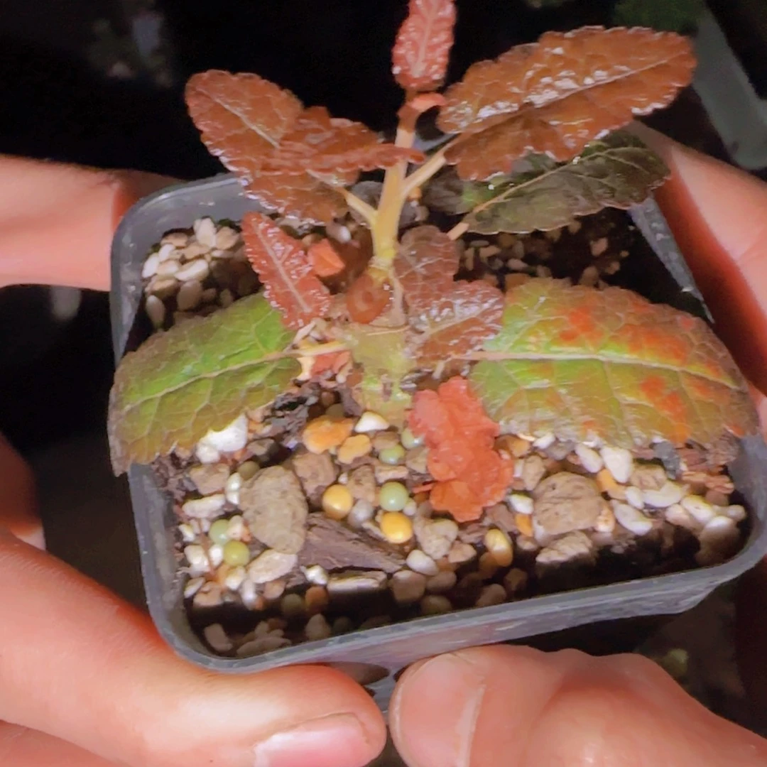 ****迪块根植物块根植物