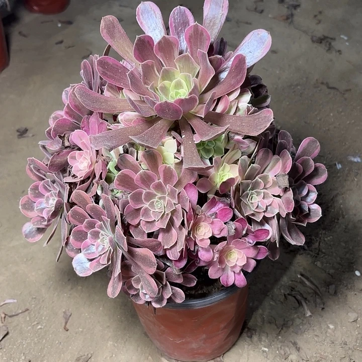 多肉植物法师凤冠10