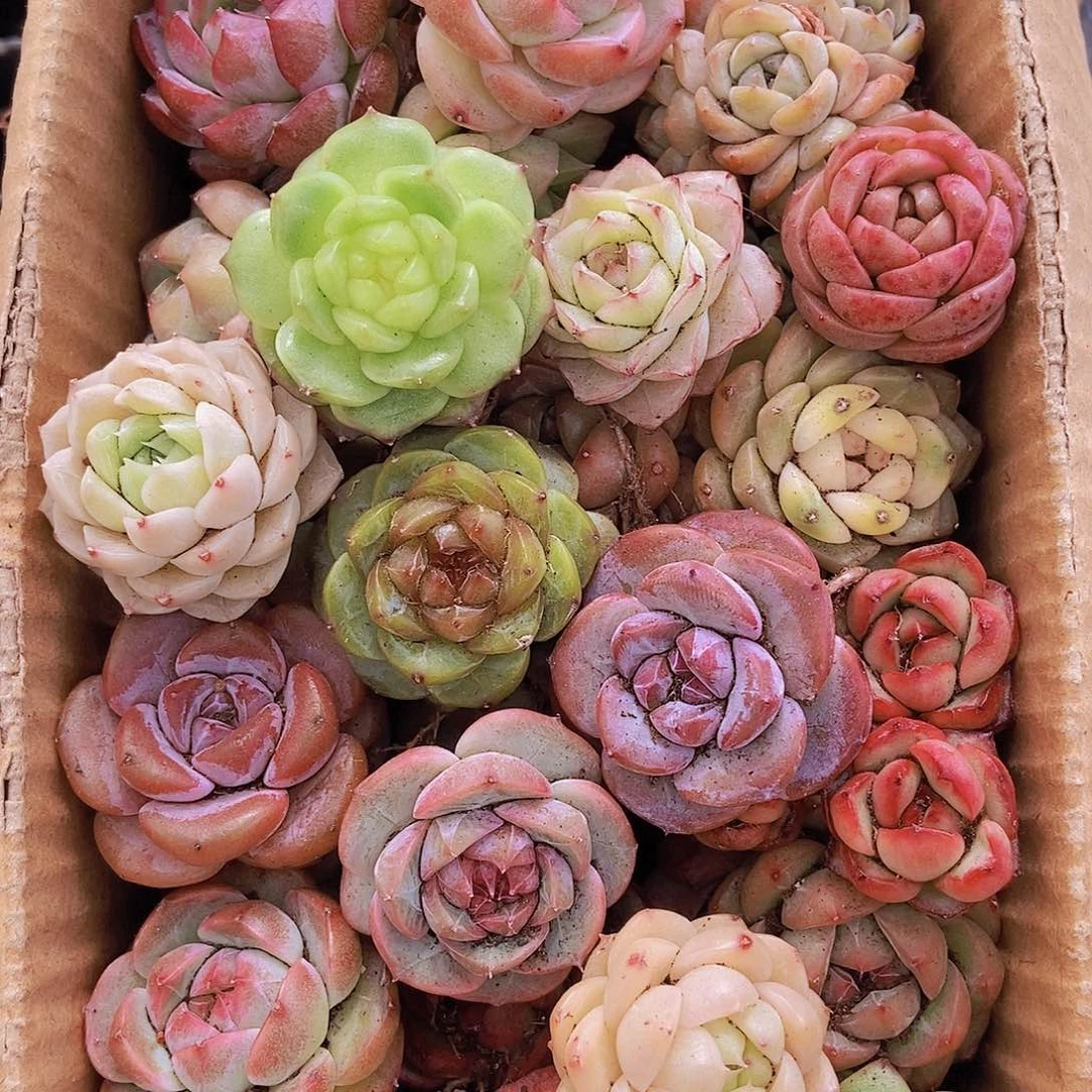 0000000001量拍保底20颗