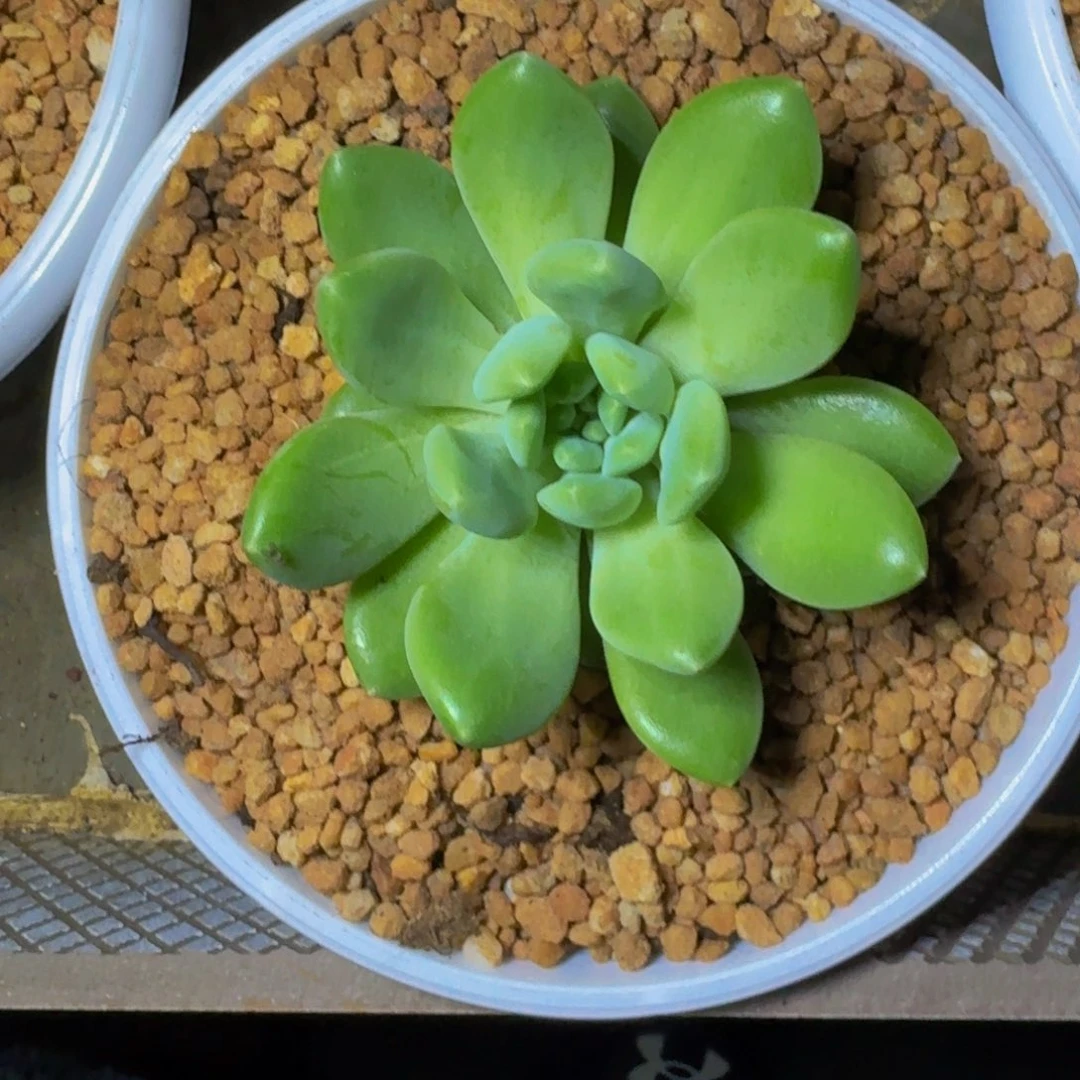 冰河世纪 单头 一物一拍