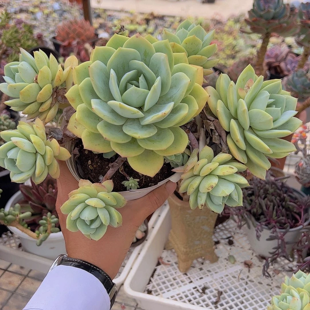 韩国恋曲多头大盆手捧无砍