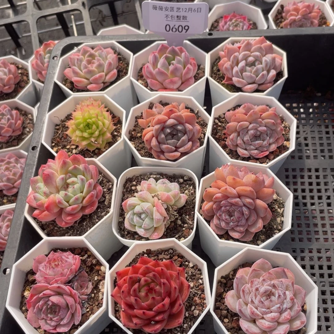 不包整散 盆子不售后0609