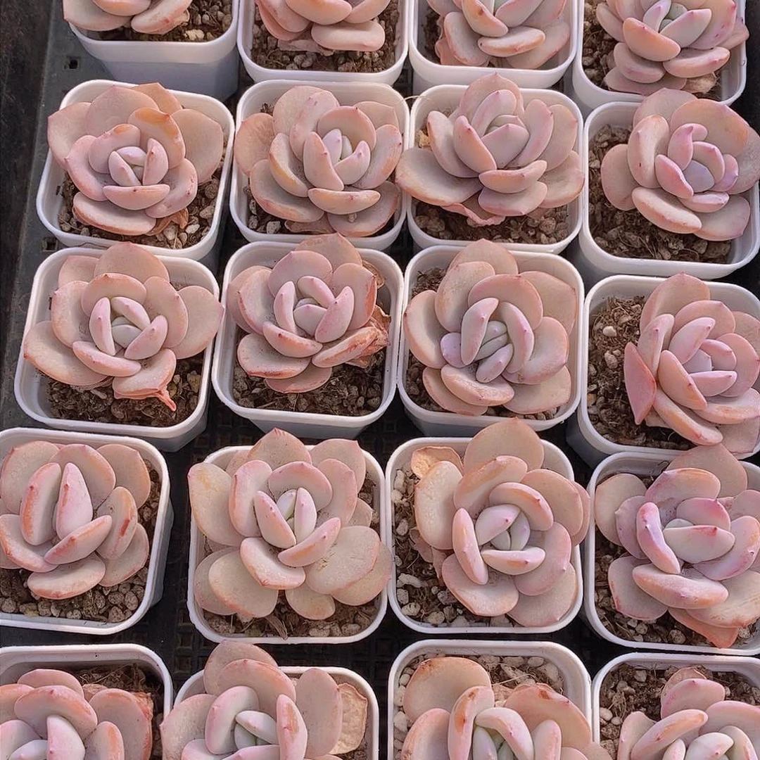 0308-小小奶茶单头尾货一颗 慎拍