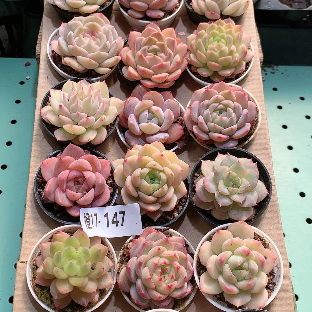 17-147一物一拍带盆18颗。