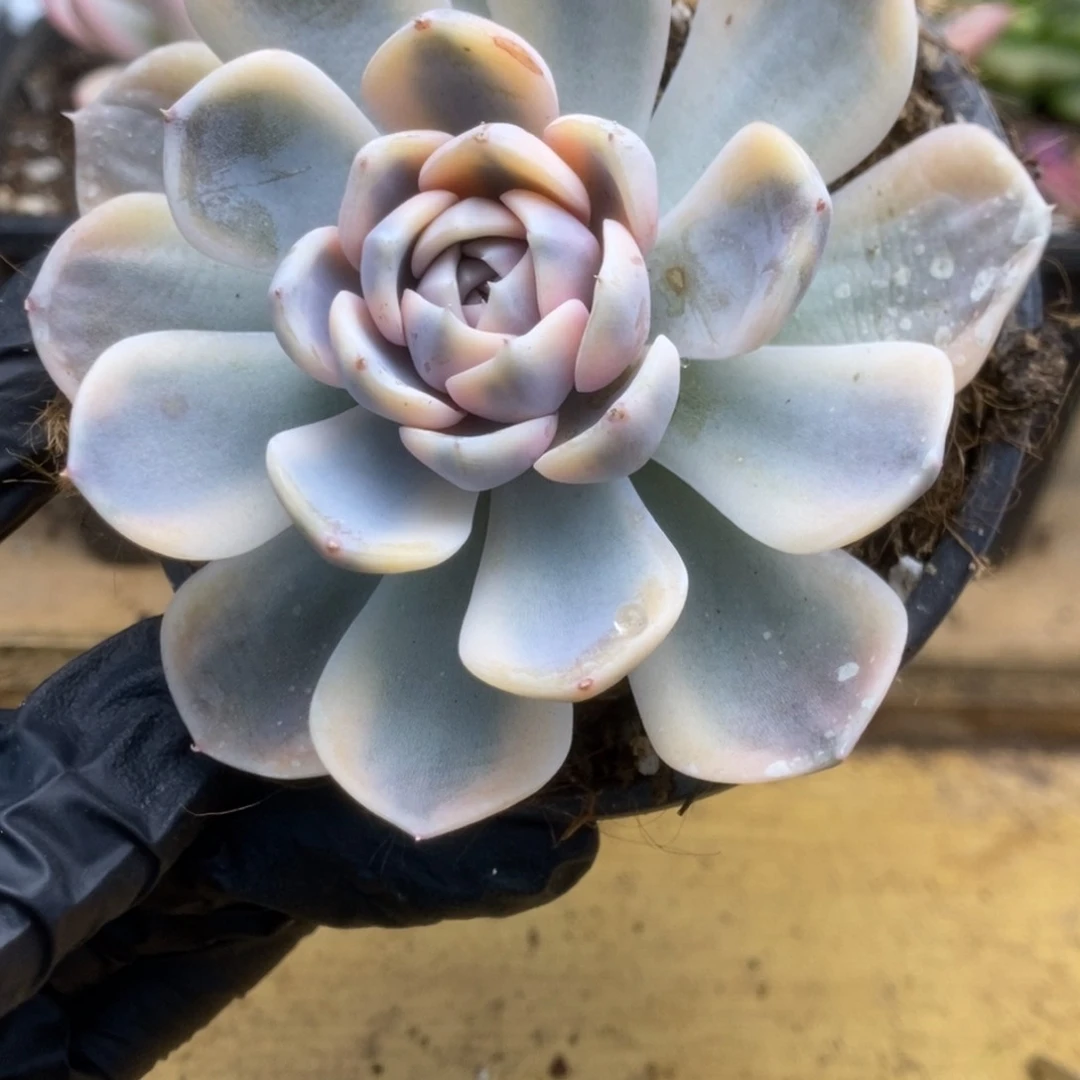 096汉堡锦锦看锦锦锦