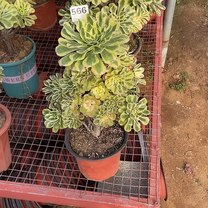 保时捷 白兰地白兰地