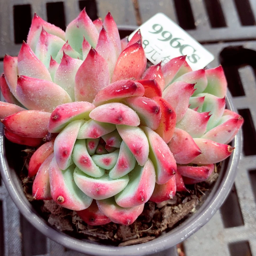 5厘米盆精控多肉996