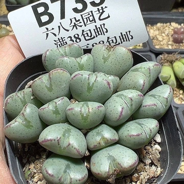 733号特价少将多肉植物