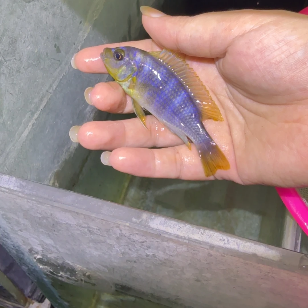 建***慈鲷鱼84号欧若拉8-9