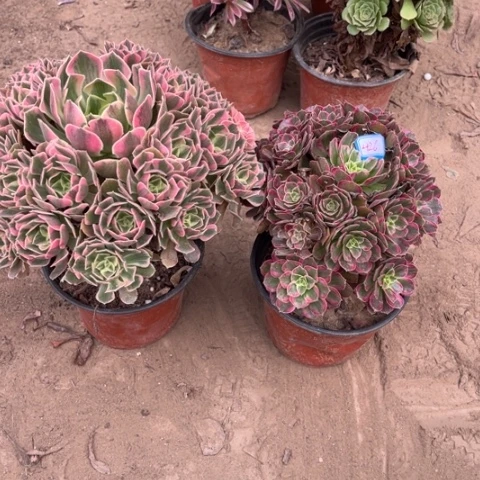 426多肉植物组合，