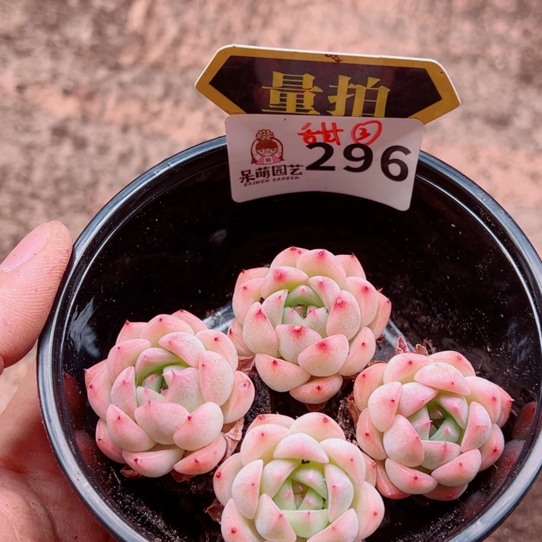 当前无花朵，栽培后可花朵