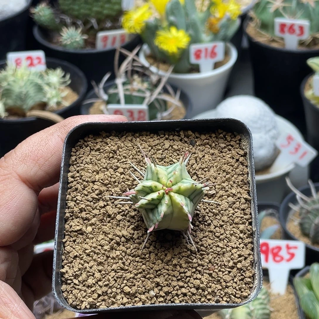 斑马锦大戟 带盆土发货