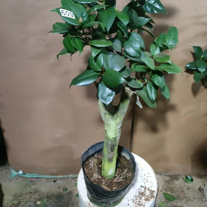 609四品，原盆原土发货，不包邮