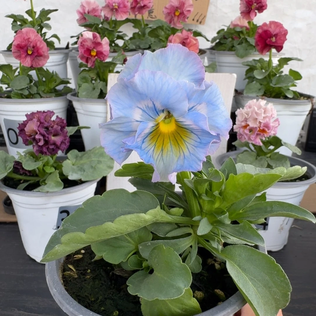 全部花朵306号蓝希尔