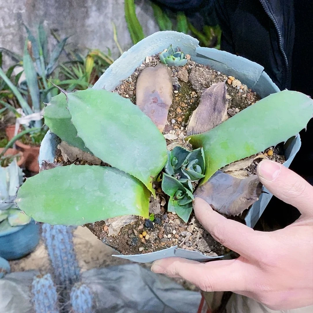 虚空藏砍头芽一颗