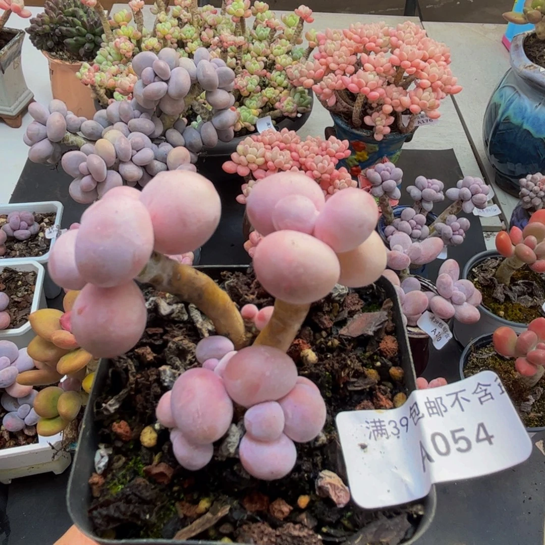 054/5cm橙奶多肉植物