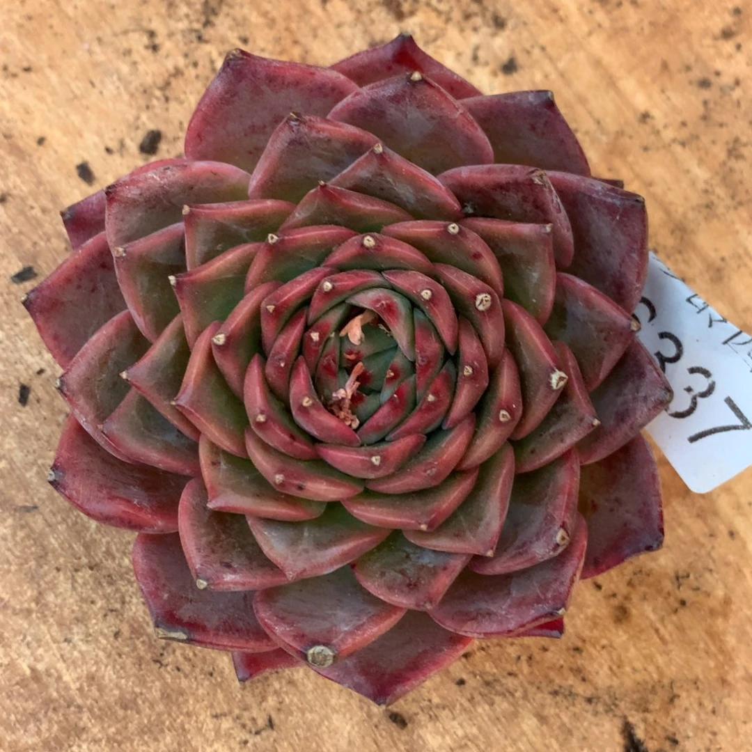 闻****?6337杂交精品基地8厘米