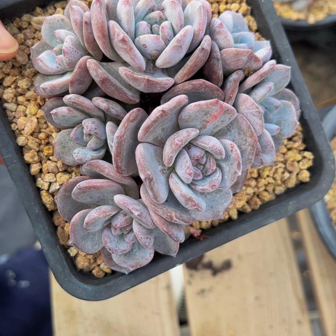 新年快乐 新年快乐