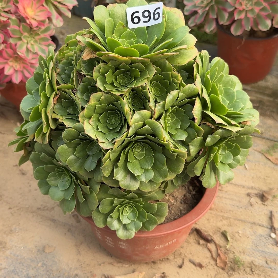 多肉植物绿羊绒696号