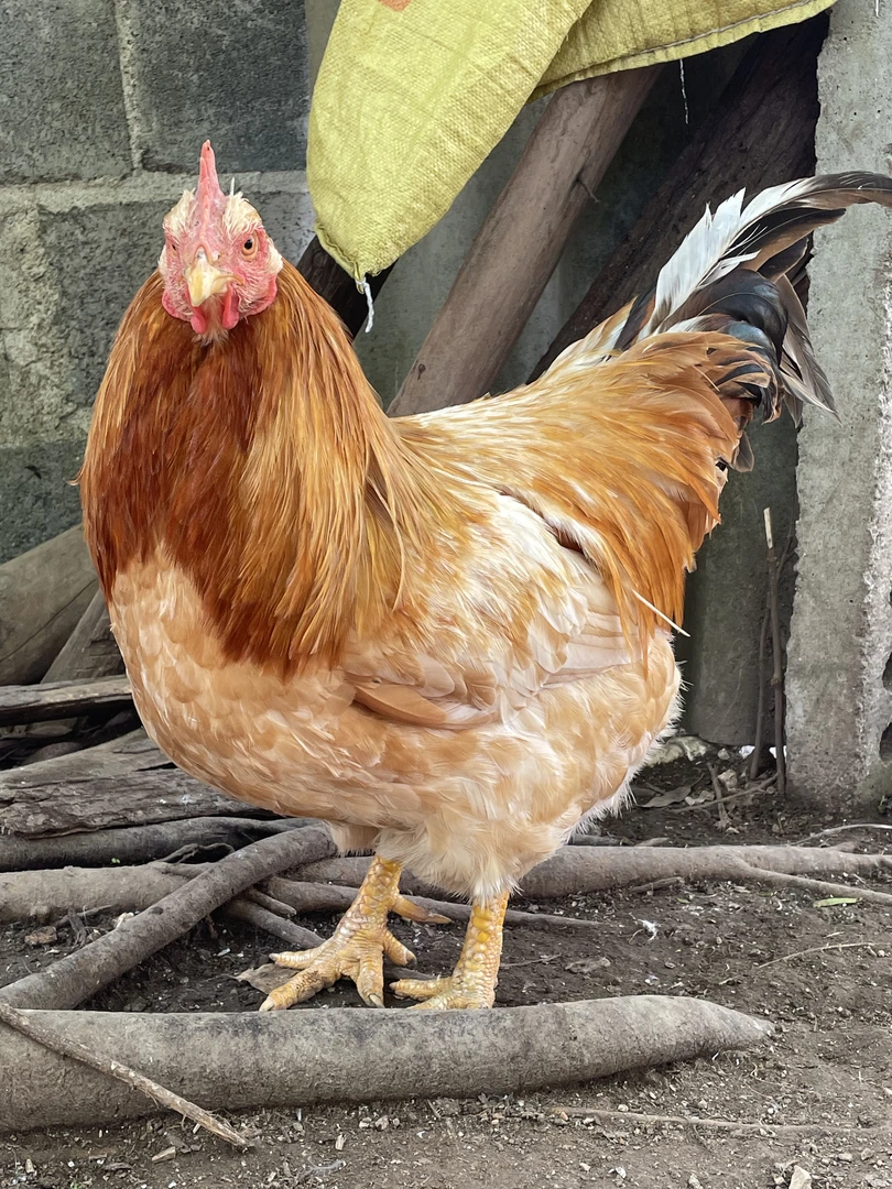 广西农家散养1-4年土鸡走地鸡