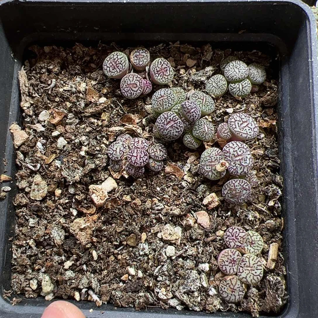 【闪购商品】174 清盒