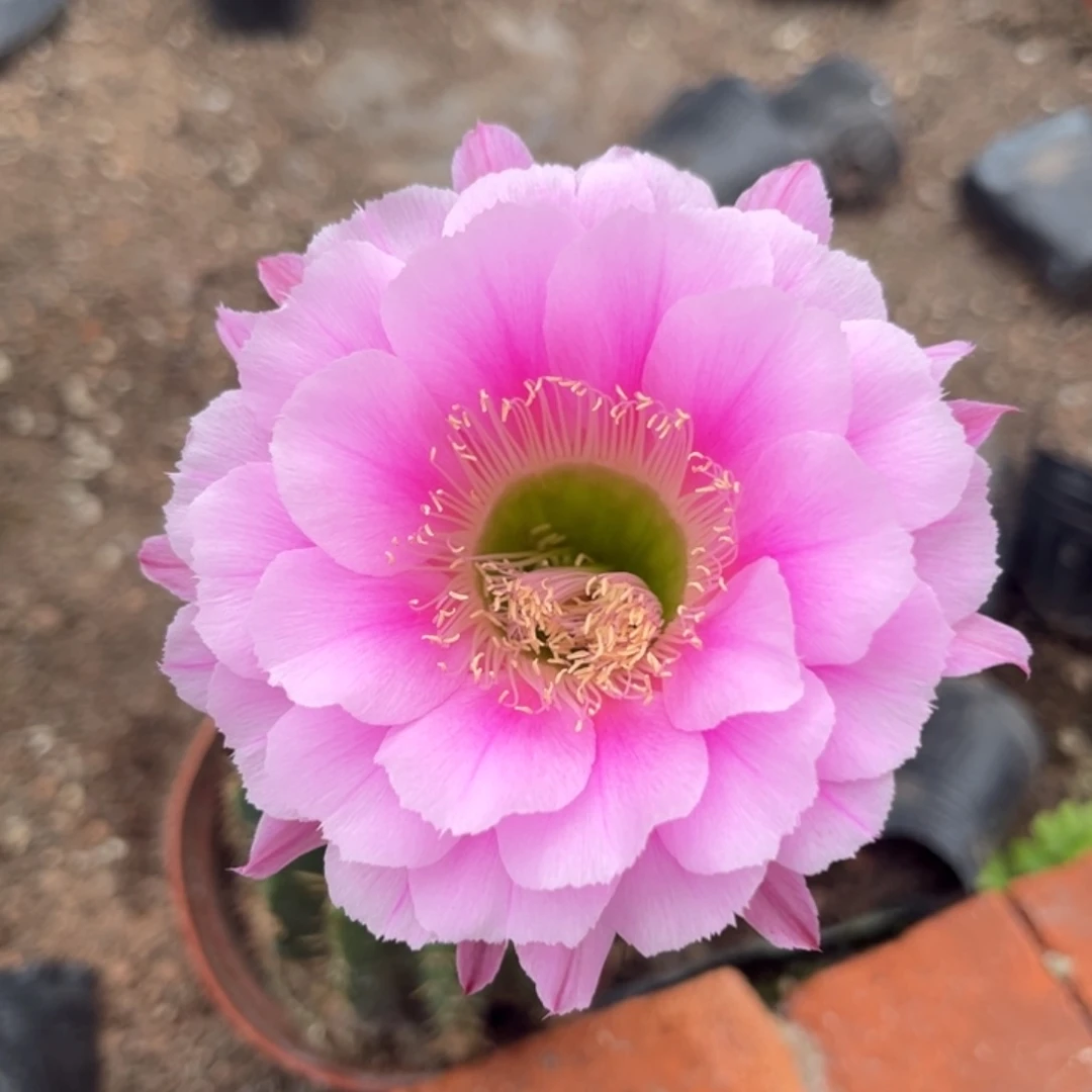 ?**?实生彩草仙人球2