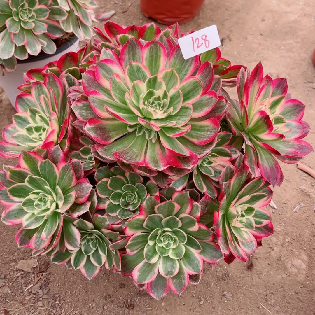 128荔枝变异貂蝉法师多肉植物