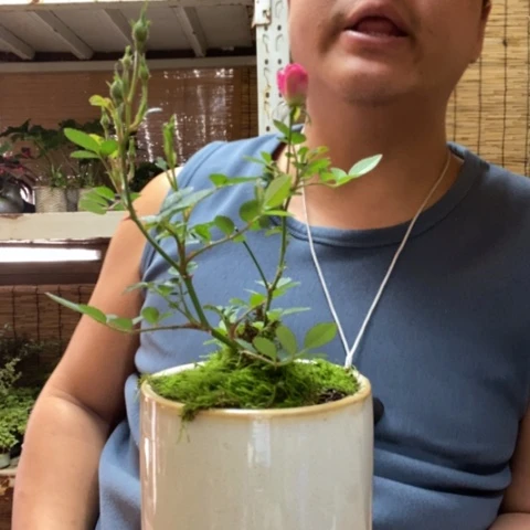 红陶一物一拍所见即所得105