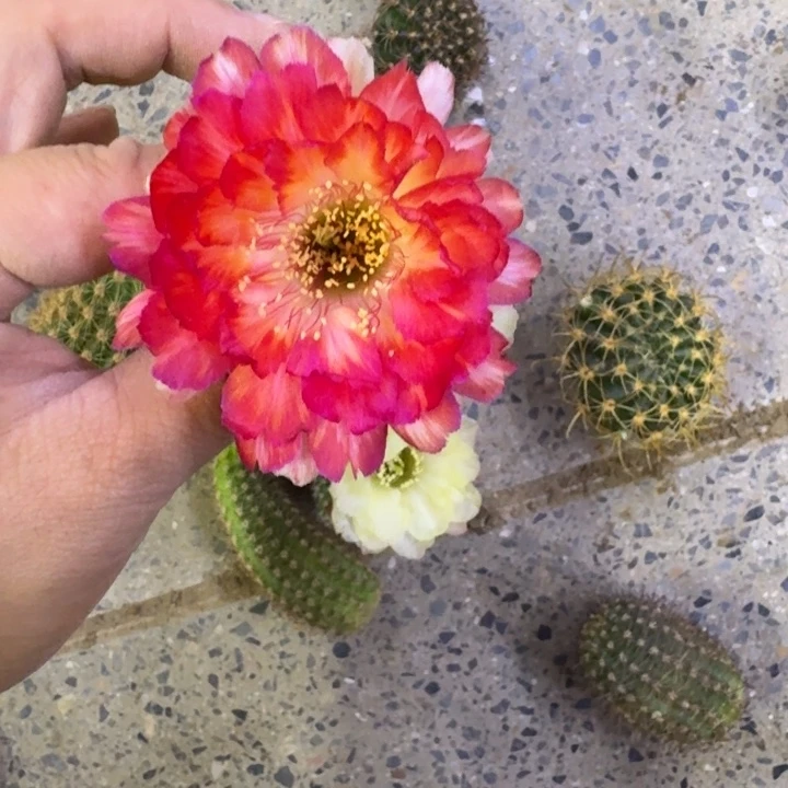 233丽花世界小姐歪无根侧牙3公分左右