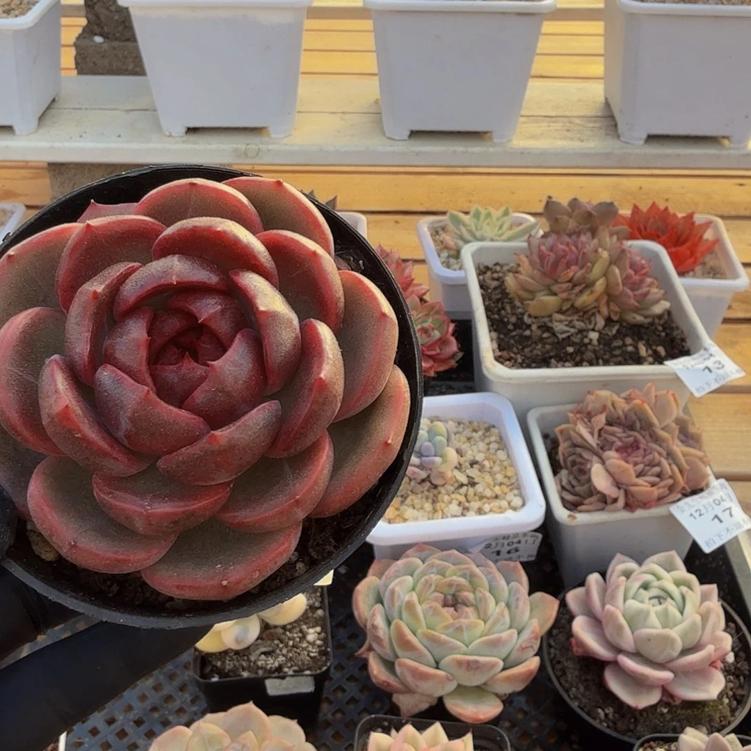 1204-18般若珍妮单头